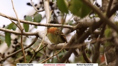 Xenotriccus callizonus