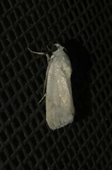 Ponometia elegantula