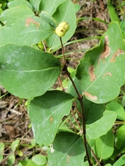 Symphoricarpos occidentalis