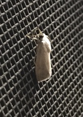 Ponometia elegantula