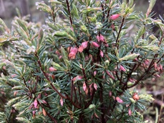 Brachyloma ericoides