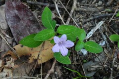 Ruellia prostrata
