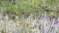 Eleocharis palustris