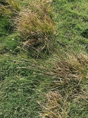 Carex bebbii