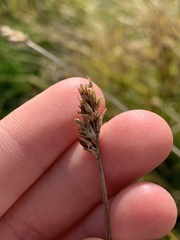 Carex bebbii