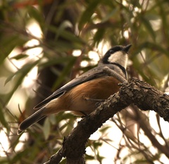 Pachycephala rufiventris