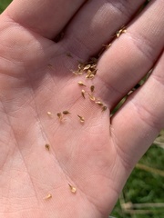 Carex bebbii