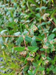 Euphorbia nutans