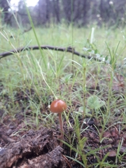 Deconica