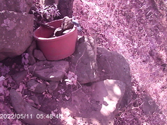Melanotis caerulescens