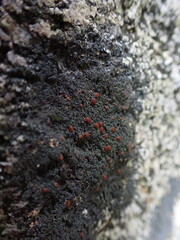 Fuscopannaria maritima