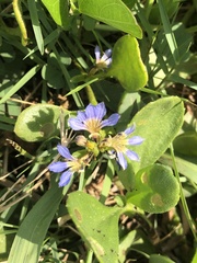 Scaevola calendulacea