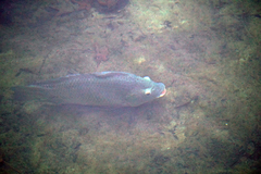 Oreochromis aureus