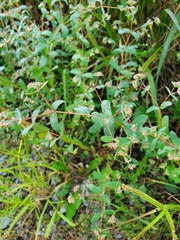 Euphorbia nutans