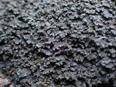 Fuscopannaria maritima