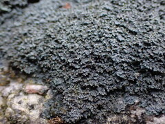 Fuscopannaria maritima