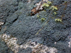Fuscopannaria maritima