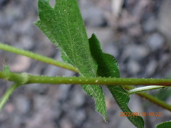 Persicaria biconvexa