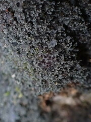 Fuscopannaria maritima