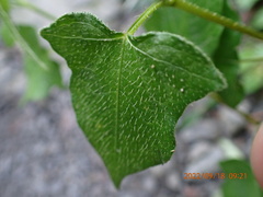 Persicaria biconvexa