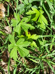 Anemonastrum canadense