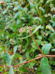 Euphorbia nutans