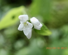 Persicaria biconvexa