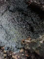 Fuscopannaria maritima