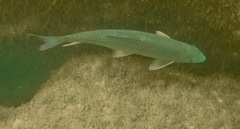 Moxostoma macrolepidotum