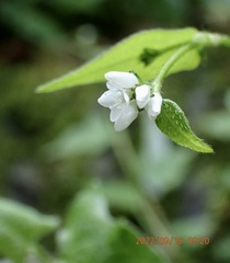 Persicaria biconvexa