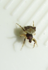 Gasteracanthinae