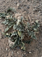Jurinea mongolica