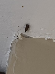 Plodia interpunctella