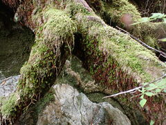 Bartramiopsis lescurii