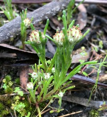 Blennospora drummondii