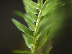 Bartramiopsis lescurii