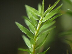 Bartramiopsis lescurii