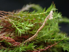 Bartramiopsis lescurii