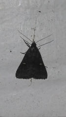 Tetanolita mynesalis