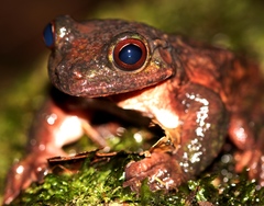 Ecnomiohyla salvaje