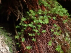 Bartramiopsis lescurii