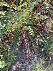 Amorpha fruticosa