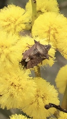 Oechalia schellenbergii