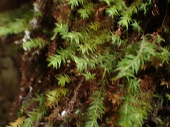 Bartramiopsis lescurii