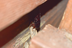 Eurycotis floridana
