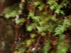 Bartramiopsis lescurii