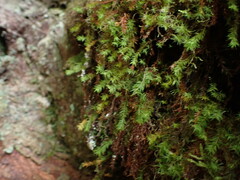 Bartramiopsis lescurii