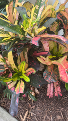 Codiaeum variegatum