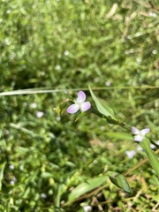 Murdannia keisak