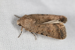 Caradrina clavipalpis